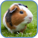 02011dzo-d539-127x127.png