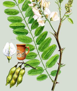 02011f4f-84f3-269x316.png