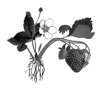 02011fdg-609e-218x182.png