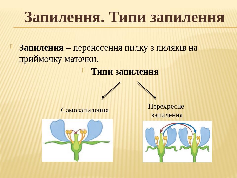 Запилення. Типи запилення Запилення – перенесення пилку з пиляків на приймочку маточки. Типи запилення Перехресне запилення Самозапилення