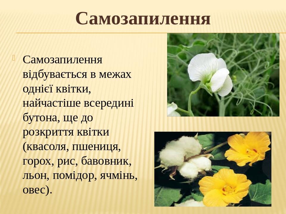 Самозапилення Самозапилення відбувається в межах однієї квітки, найчастіше всередині бутона, ще до розкриття квітки (квасоля, пшениця, горох, рис, ...