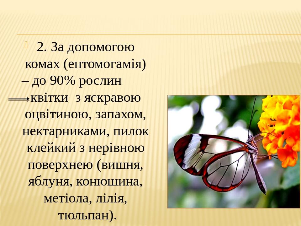 2. За допомогою комах (ентомогамія) – до 90% рослин квітки з яскравою оцвітиною, запахом, нектарниками, пилок клейкий з нерівною поверхнею (вишня, ...