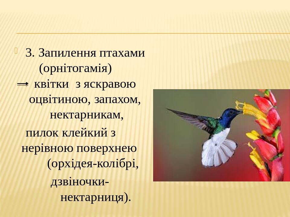 3. Запилення птахами (орнітогамія) квітки з яскравою оцвітиною, запахом, нектарникам, пилок клейкий з нерівною поверхнею (орхідея-колібрі, дзвіночк...