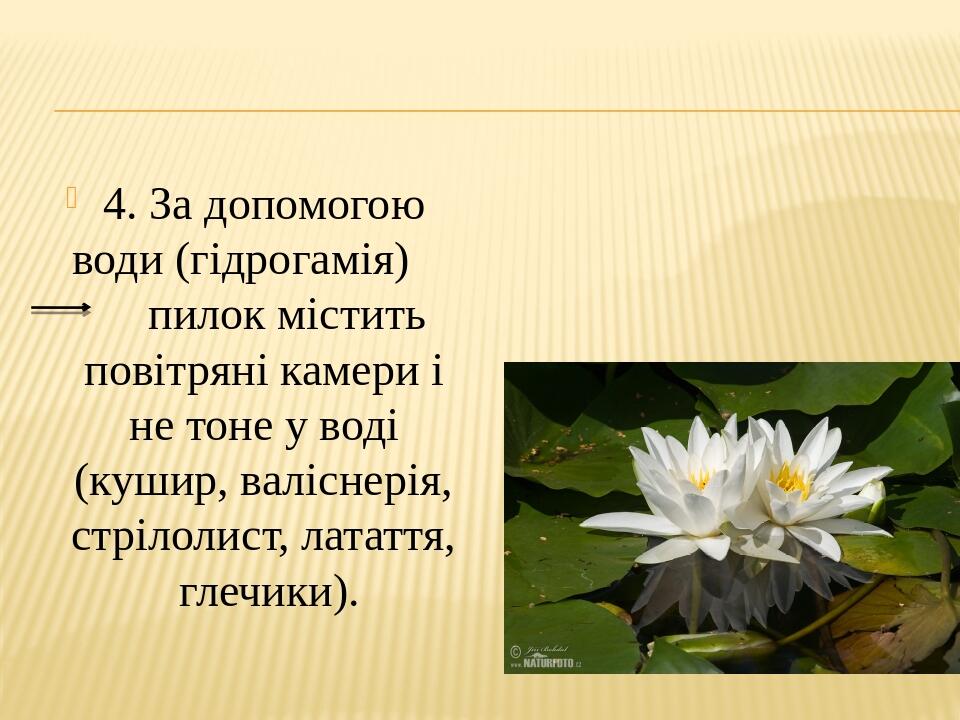 4. За допомогою води (гідрогамія) пилок містить повітряні камери і не тоне у воді (кушир, валіснерія, стрілолист, латаття, глечики).