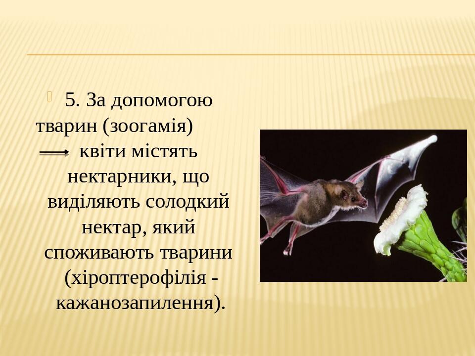 5. За допомогою тварин (зоогамія) квіти містять нектарники, що виділяють солодкий нектар, який споживають тварини (хіроптерофілія -кажанозапилення).