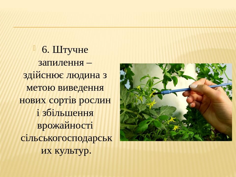 6. Штучне запилення – здійснює людина з метою виведення нових сортів рослин і збільшення врожайності сільськогосподарських культур.