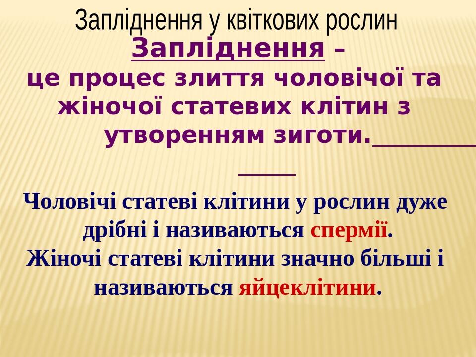 Запліднення у квіткових рослин Запліднення – це процес злиття чоловічої та жіночої статевих клітин з утворенням зиготи. Чоловічі статеві клітини у ...