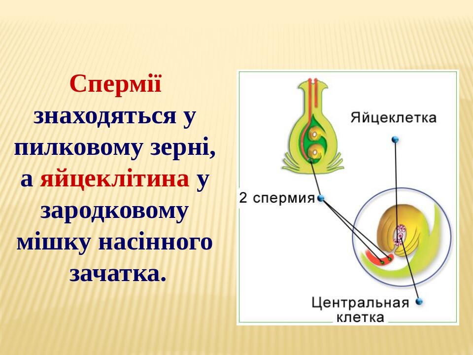 Спермії знаходяться у пилковому зерні, а яйцеклітина у зародковому мішку насінного зачатка.