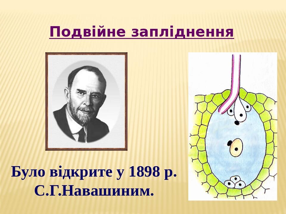 Подвійне запліднення Було відкрите у 1898 р. С.Г.Навашиним.