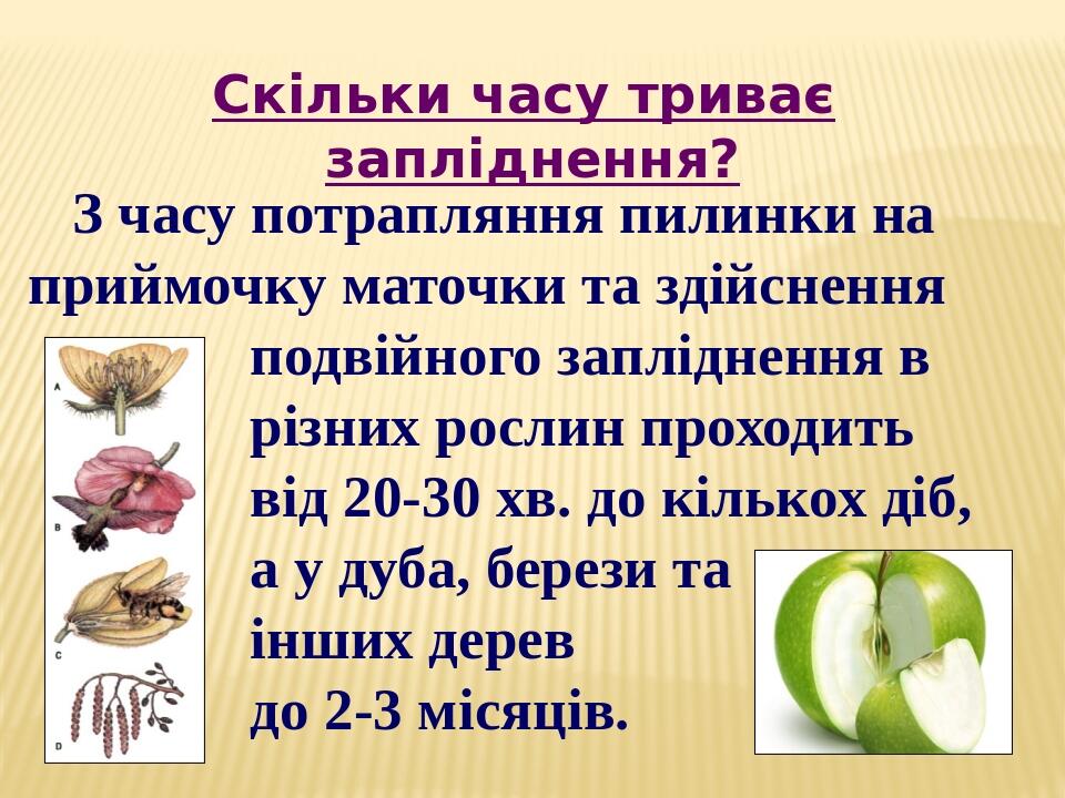З часу потрапляння пилинки на приймочку маточки та здійснення подвійного запліднення в різних рослин проходить від 20-30 хв. до кількох діб, а у ду...