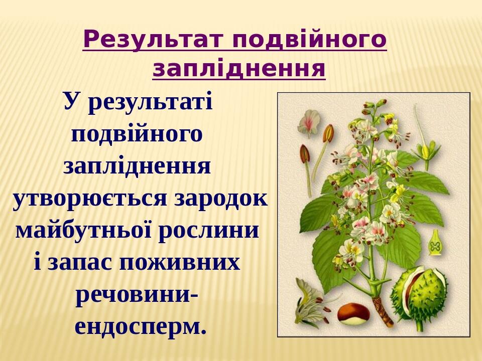 У результаті подвійного запліднення утворюється зародок майбутньої рослини і запас поживних речовини- ендосперм. Результат подвійного запліднення