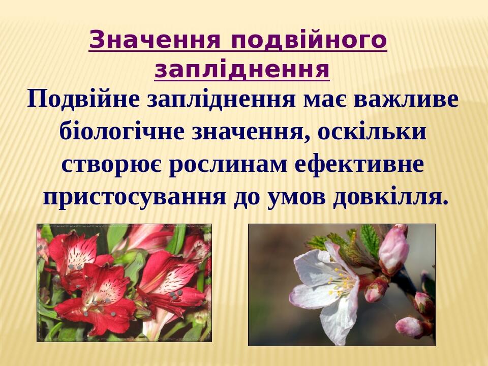 Подвійне запліднення має важливе біологічне значення, оскільки створює рослинам ефективне пристосування до умов довкілля. Значення подвійного заплі...