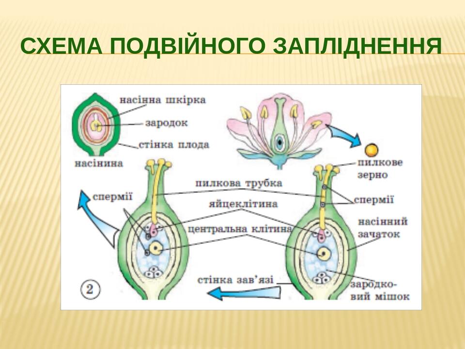 Схема подвійного запліднення