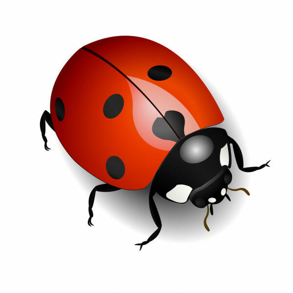 02011pn3-189e-600x600.jpg