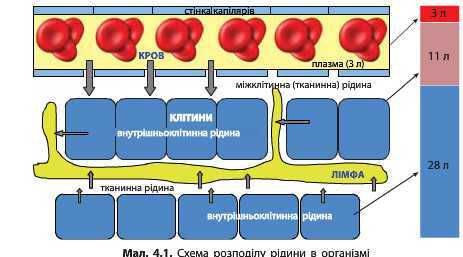 http://narodna-osvita.com.ua/uploads/zholos-8-bio/zholos-8-bio-65.jpg