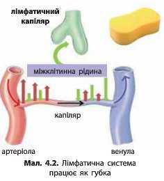 http://narodna-osvita.com.ua/uploads/zholos-8-bio/zholos-8-bio-66.jpg