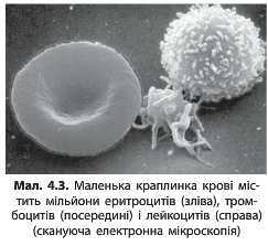 http://narodna-osvita.com.ua/uploads/zholos-8-bio/zholos-8-bio-67.jpg