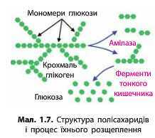 http://narodna-osvita.com.ua/uploads/zholos-8-bio/zholos-8-bio-19.jpg