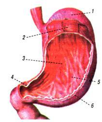 http://disted.edu.vn.ua/media/images/student2/biology/9_form/tema_03/01.jpg