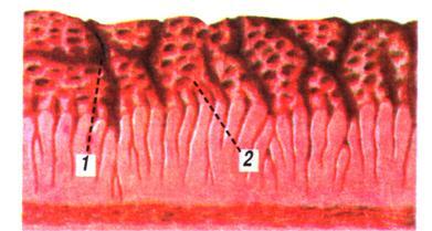 http://disted.edu.vn.ua/media/images/student2/biology/9_form/tema_03/02.jpg