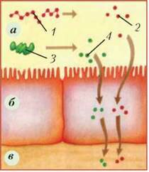 http://subject.com.ua/textbook/biology/9klas/9klas.files/image090.jpg
