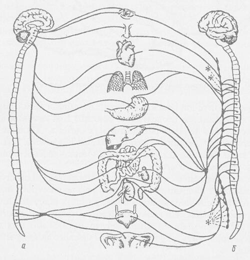 http://subject.com.ua/biology/shans/111.jpg