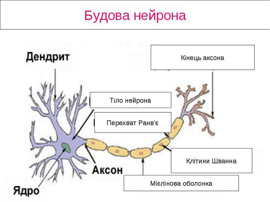 Картинки по запросу малюнок нейрона