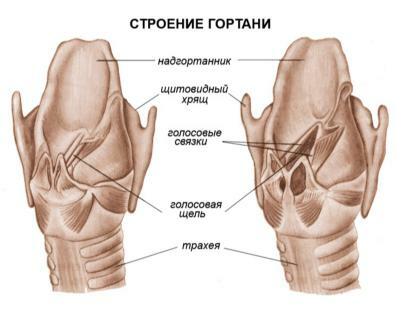 Картинки по запросу гортань строение