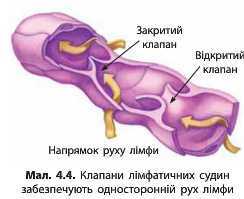 http://narodna-osvita.com.ua/uploads/zholos-8-bio/zholos-8-bio-68.jpg