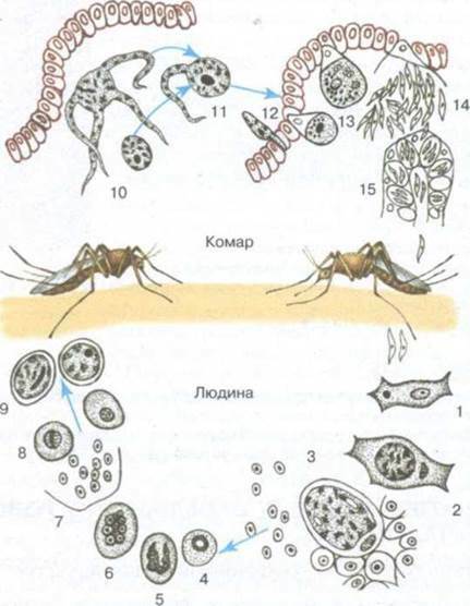 http://subject.com.ua/textbook/biology/11klas/11klas.files/image106.jpg