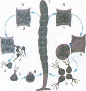 http://subject.com.ua/textbook/biology/11klas/11klas.files/image108.jpg