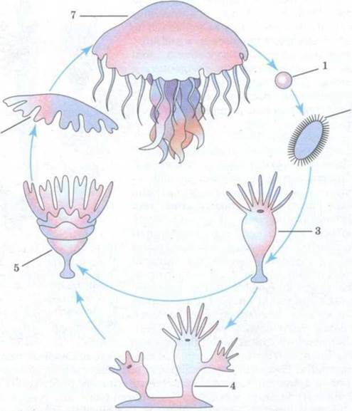 http://subject.com.ua/textbook/biology/11klas/11klas.files/image110.jpg