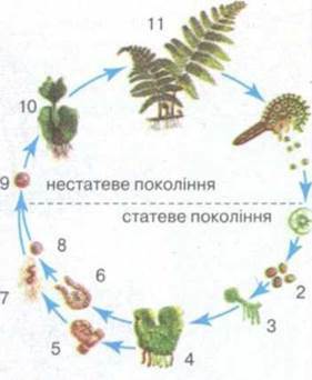 http://subject.com.ua/textbook/biology/11klas/11klas.files/image109.jpg
