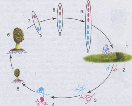 http://subject.com.ua/textbook/biology/11klas/11klas.files/image107.jpg