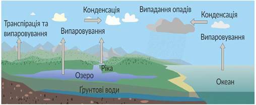 https://history.vn.ua/pidruchniki/anderson-biology-and-ecology-11-class-2019-standard-level/anderson-biology-and-ecology-11-class-2019-standard-level.files/image232.jpg