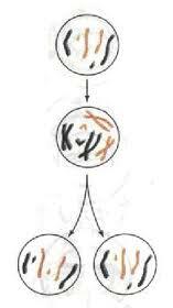 images (1)