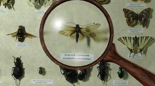 Зоологія безхребетних