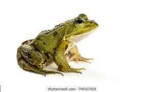 Common Frog Images, Stock Photos & Vectors | Shutterstock