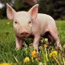 8 Surprising Facts About Pigs