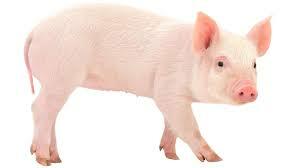 Pig