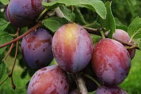 Plums | Co+op, welcome to the table