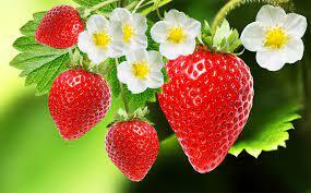strawberry | Description, Cultivation, Species, & Facts | Britannica