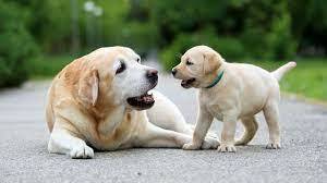 Here's a better way to convert dog years to human years, scientists say |  Science | AAAS