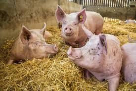 Life on a pig farm: Expectations vs. reality | World Animal Protection