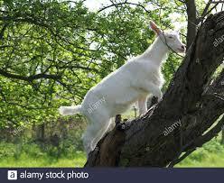 A cute baby goat tries to climb up a tree Stock Photo - Alamy