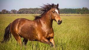 Why Turnout Is Important for Your Horse