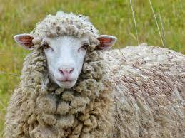 23,563 Sheep Face Stock Photos, Pictures & Royalty-Free Images - iStock