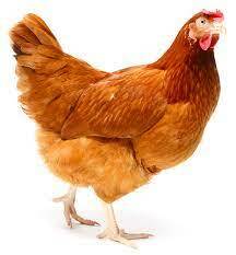 Hen Stock Photo - Download Image Now - iStock