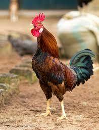 File:The Cock.jpg - Wikimedia Commons