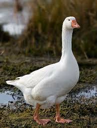 Файл:Domestic Goose.jpg — Википедия